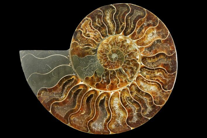 Cut & Polished Ammonite Fossil (Half) - Madagascar #157967